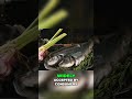 Tilapia vs  Trout  The Ultimate Fish Showdown!