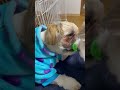 ヒート中の愛犬がオムツを破るのでサニタリーパンツ届くまでサリーでいてもらうことになりました