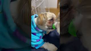 ヒート中の愛犬がオムツを破るのでサニタリーパンツ届くまでサリーでいてもらうことになりました