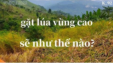 mùa gặt lúa vùng cao khó khăn như thế nào?