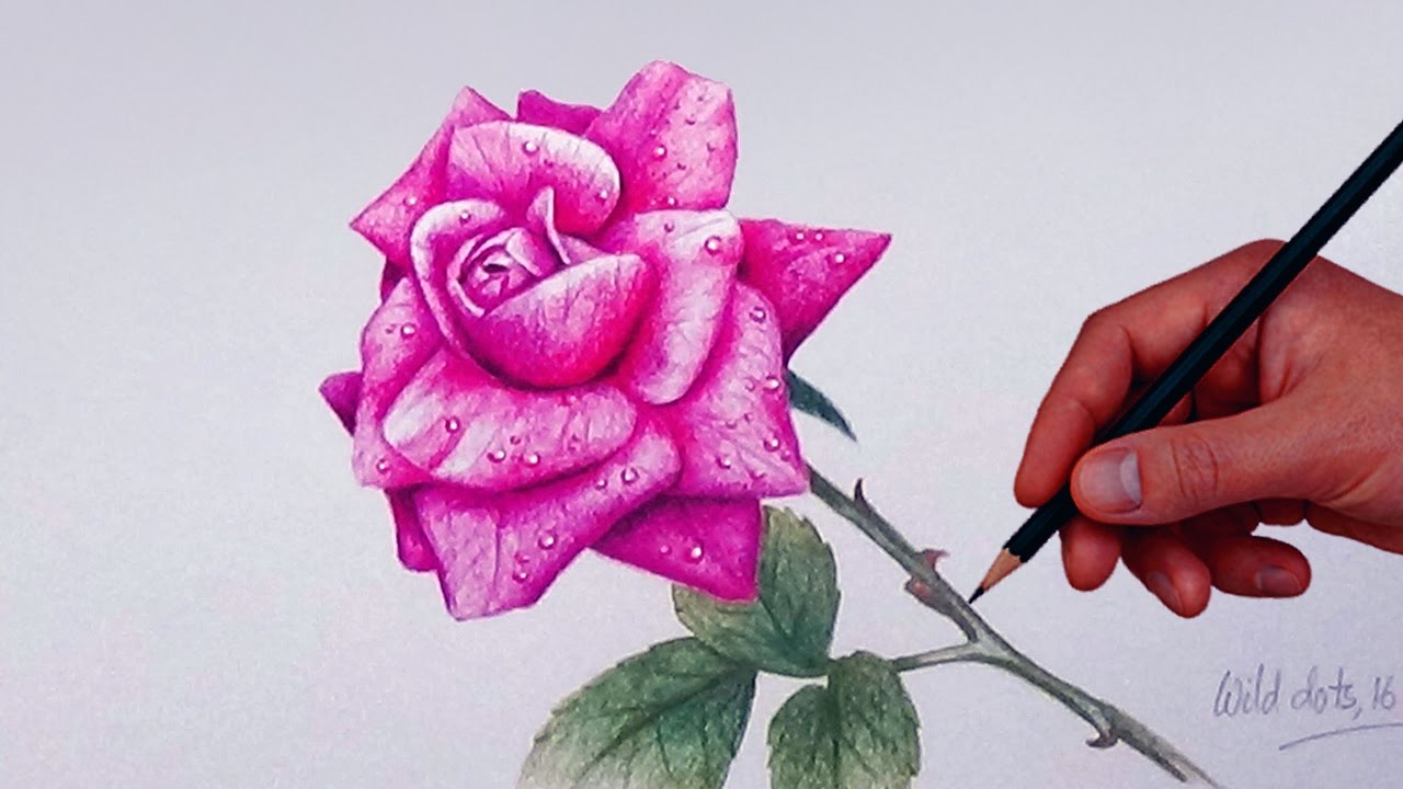 How To Draw A Rose With Simple Colored Pencils | - YouTube