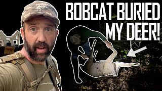 BOBCAT BURIED MY DEER!! | Traditional Archery & Bowhunting | The Push Archery by The Push Archery 2,728 views 6 months ago 11 minutes, 39 seconds