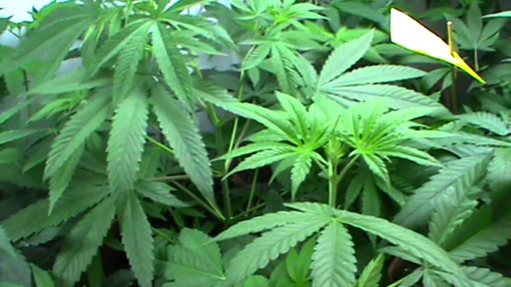 V.111 Mutterpflanzen Raum