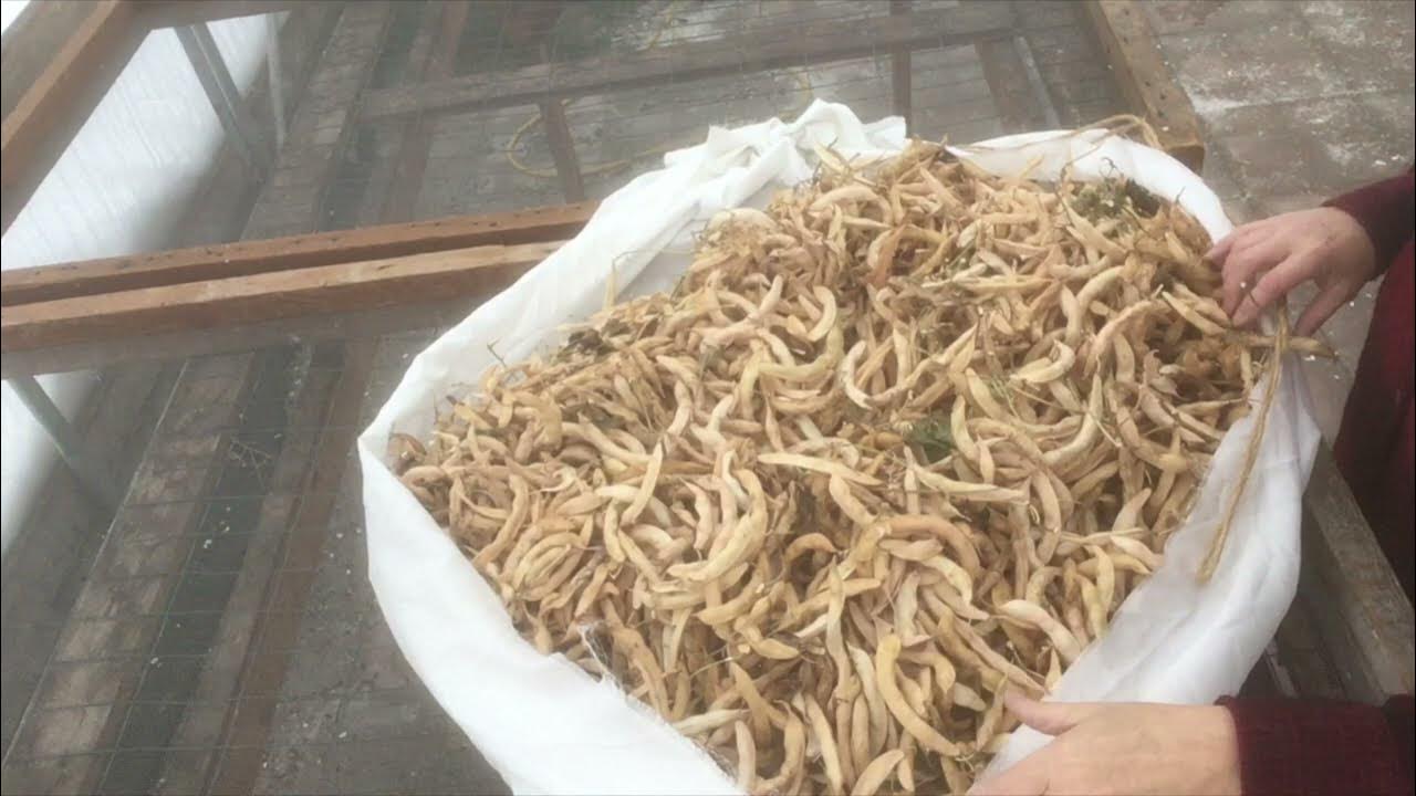 How to harvest dry beans and shell them fast and easy! YouTube
