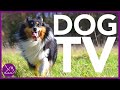 Dog TV - Entertainment for Dogs Video! 2 Hours of Virtual Dog Walking!