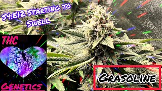 Seed to Harvest - Grasoline