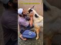 Qurbani Moments💔😍 #bakraeid #bakraeid2026 #bakraeidspecial #bakra #goats #trending #biggoats #shorts