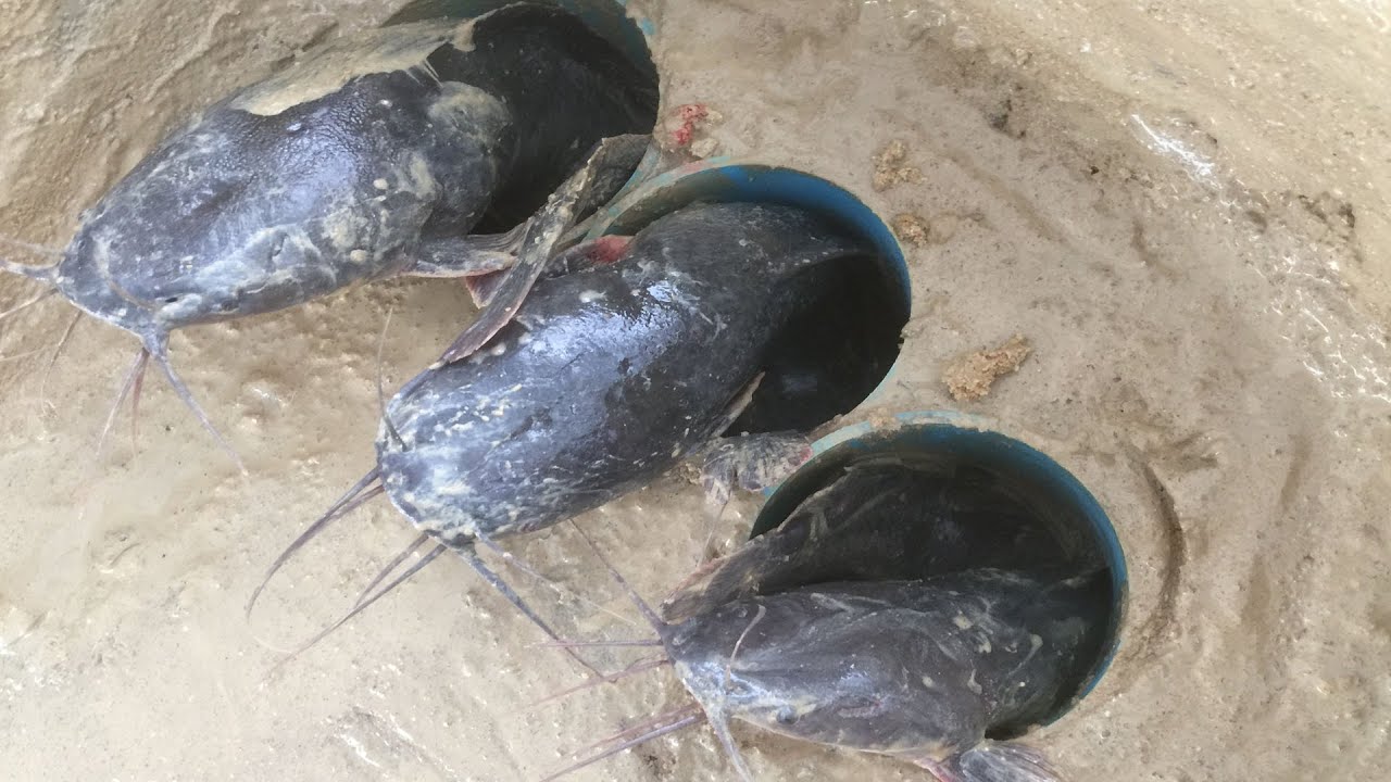 Build Deep Hole Underground Fish Traps Using Big 3 PVC Pits | Animal Catching Technology