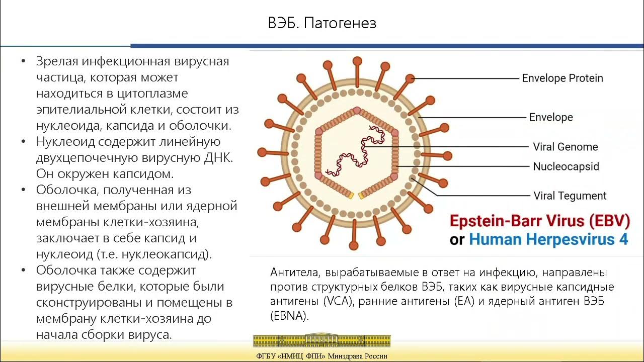 Эпштейн барра к раннему антигену вируса. Вирус эпштейна-барр пути передачи. вирус эпштейна-барр симптоматика и лечение у взрослых.