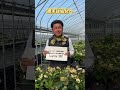 今週末は仙台でイベントやります！ #クリスマスローズ #チカラコブ #横山園芸