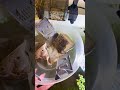 Gow do you clean your Aquarim filter #aquarium #aquascape #fishtok #guppy