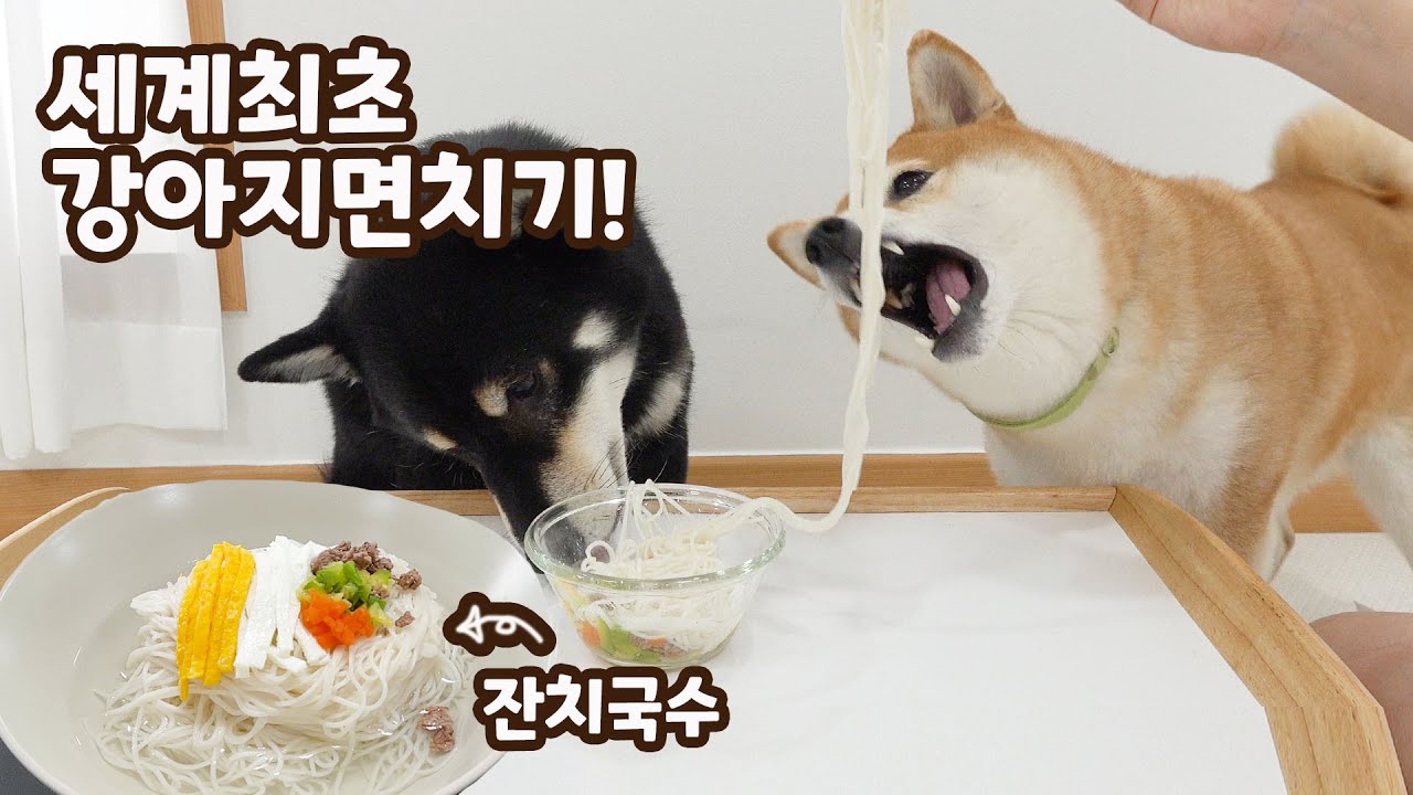 면치기하는 강아지 곰이ㅋㅋㅋㅋㅋ