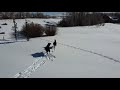 Moose Hunting