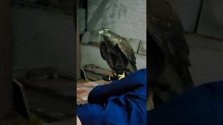 Goshawk Screaming In Anger #shorts #Hunting #viral #ytshorts #viralshorts Wealth