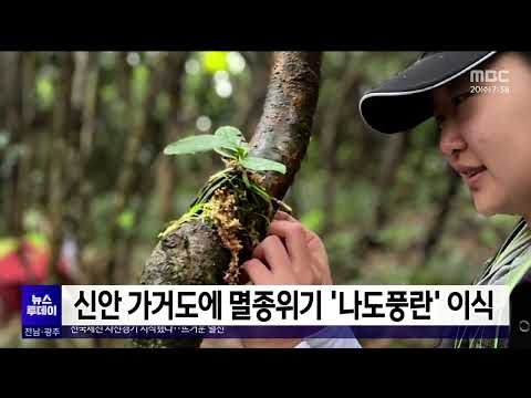 신안 가거도에 멸종위기 &amp;#39;나도풍란&amp;#39; 이식[목포MBC 뉴스투데이]