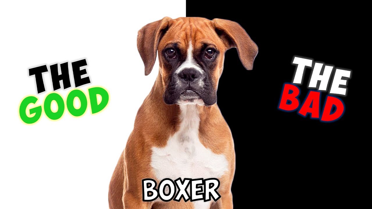 BOXER Dog PROS & CONS YouTube