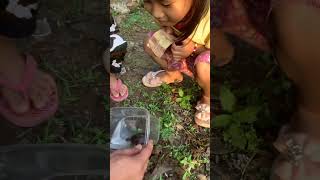 sedih kura-kura mini mati aji sampe nangis gaess#viral #shorts