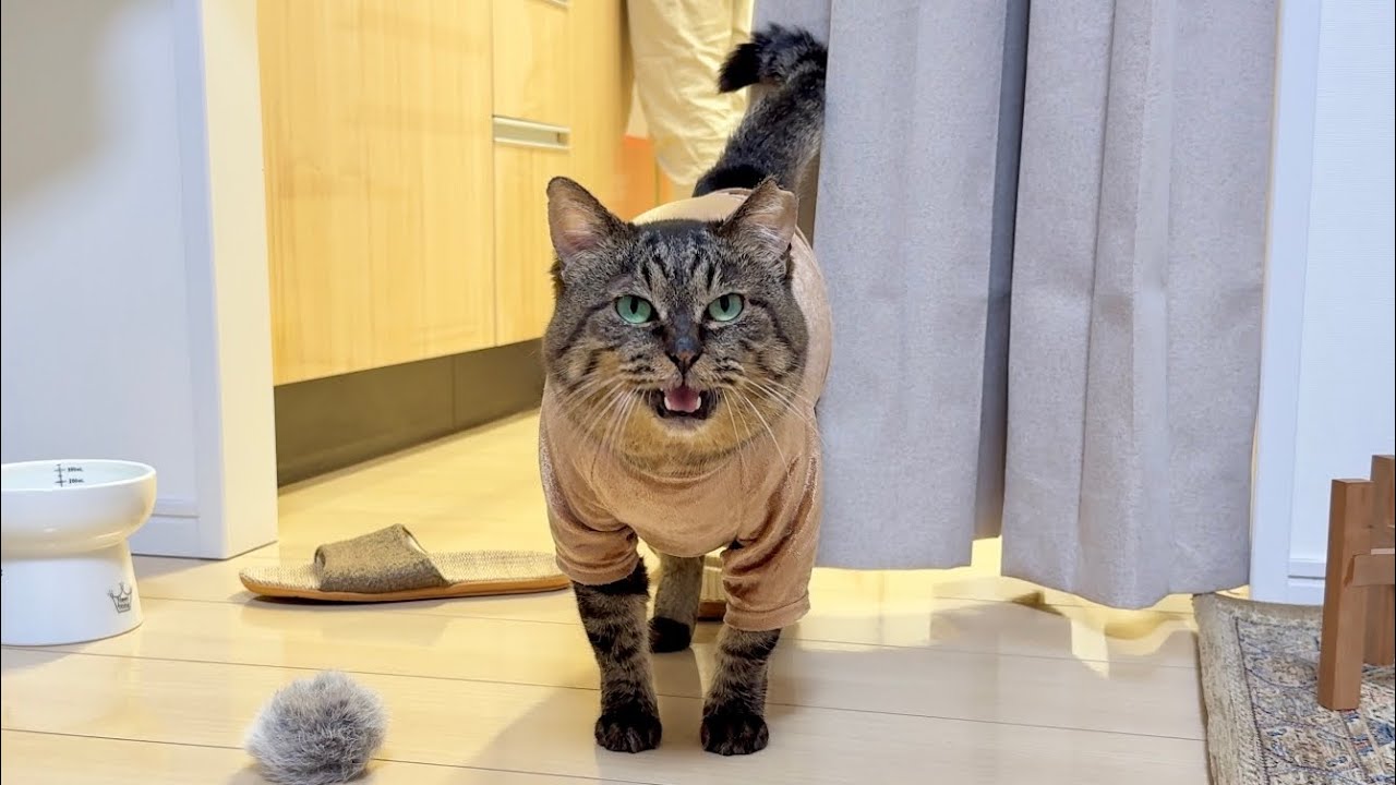 元地域猫。夫のご飯準備が遅すぎて、私に「ちくり」に来る可愛すぎる家猫になりました笑