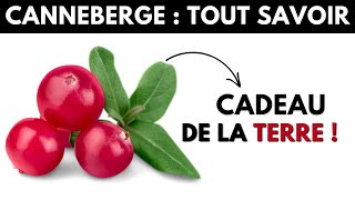 La CANNEBERGE : L'ALLIÉ de votre SYSTÈME URINAIRE pour COMBATTRE une INFECTION URINAIRE ! - Dr Santé