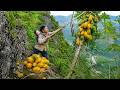 Single Dad Harvests Corn and Wild Papayas on Dangerous Cliffs – Off Grid Living
