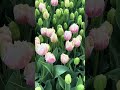 Тюльпаны оптом к 8 марта +77056786666 #farming #agriculture #farm #farmer #automobile #agro