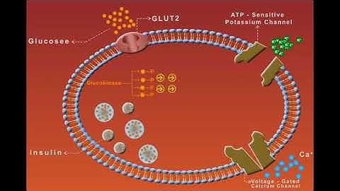 Sulfonylurea animation