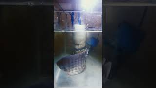 Gurame Hias Makan Malam