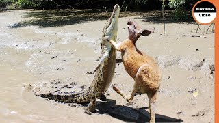 Crocodile Ambush a Kangaroo in Front of His Mother