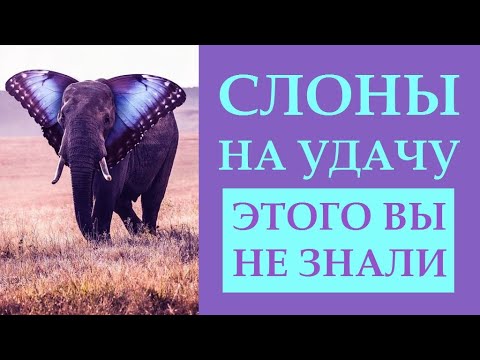 СЛОНЫ С ПОДНЯТЫМ ХОБОТОМ ПРИНОСЯТ УДАЧУ? ЧТО МЫ ДЕЛАЕМ НЕПРАВИЛЬНО? А КАК ПРАВИЛЬНО?