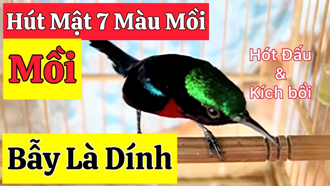 Tiếng chim hút mật 7 màu mồi mới nhất 2024, dùng bẫy loa - dụ bổi cực tốt, kích chim về nhanh