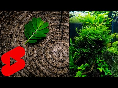 Killifish heaven 🌱