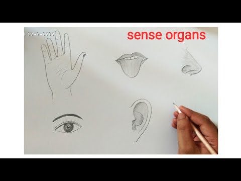 Monochrome illustration of different human sense organs  CanStock