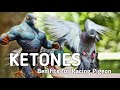 How do ketones benefit racing pigeons