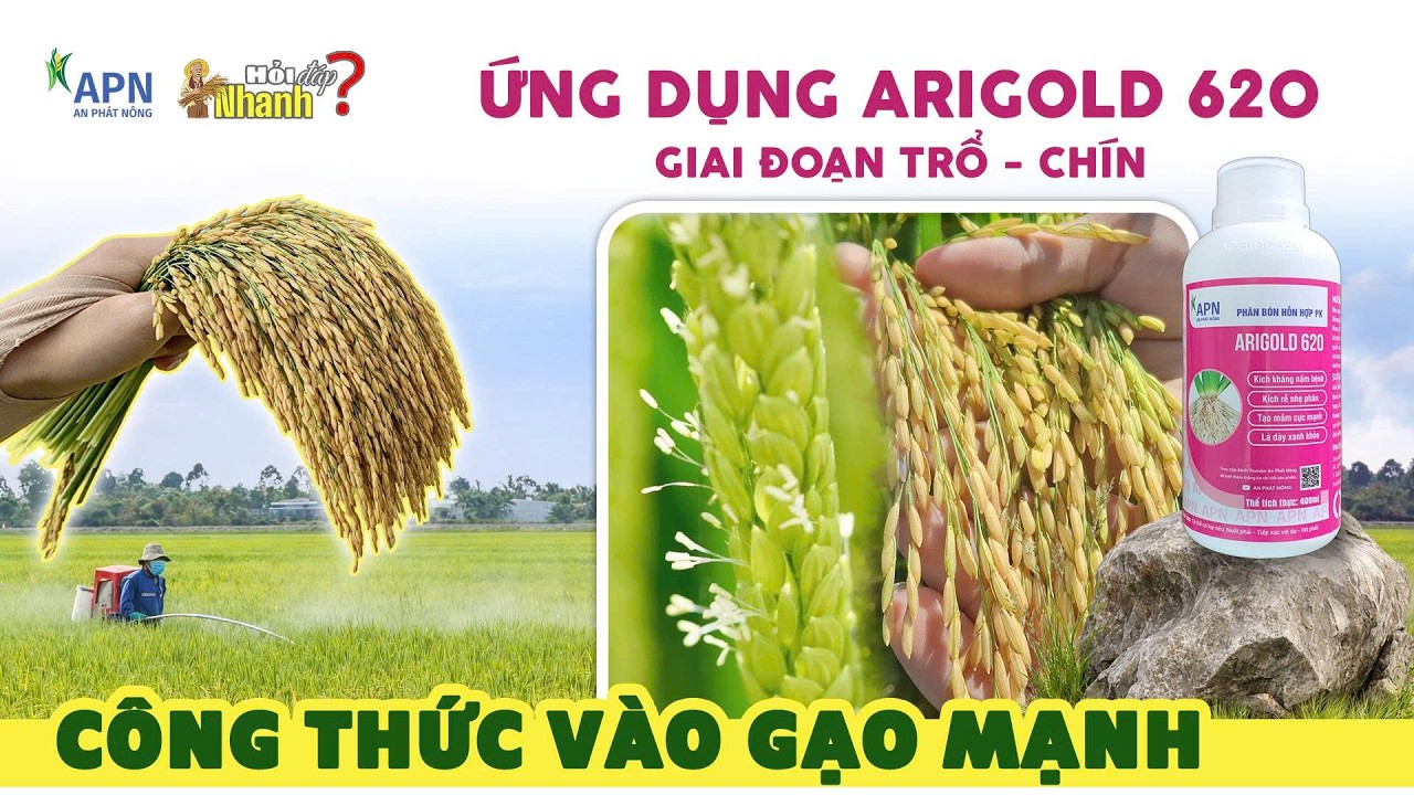 APN - ỨNG DỤNG ARIGOLD 620 GIAI ĐOẠN TRỔ CHÍN - CÔNG THỨC VÀO GẠO MẠNH | HỎI ĐÁP NHANH