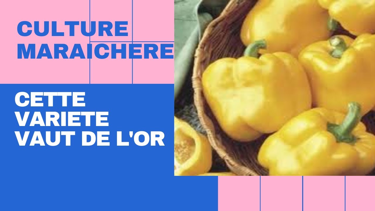 ENTREPRENARIAT AGRICOLE: cette variété de piment fait des millions