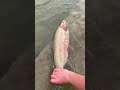 Steelhead #fishing 