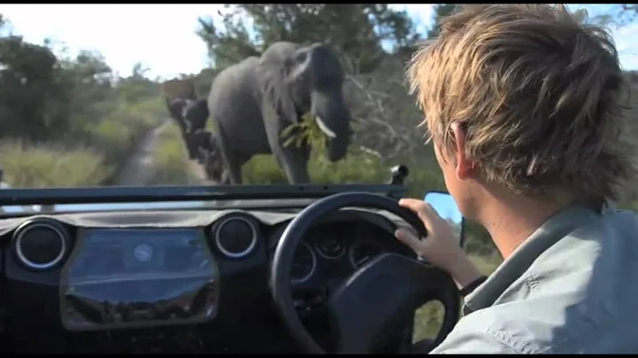 Elephant Encounter - James Suter