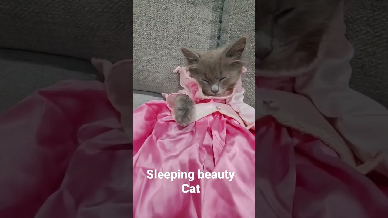sleeping beauty cat. cat in sleeping beauty dress. cat falling asleep like a Disney princess Aurora