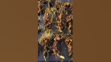 #sâm_ngọc_linh 1 kg 20 củ già đanh chuẩn gen từng cộng rễ !Giá 66tr #sâm_ngọc_linh #sâm_ngọc_linh