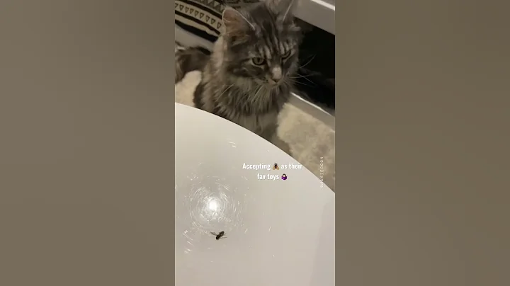 Unexpected side effects of having Maine Coons  #ca...