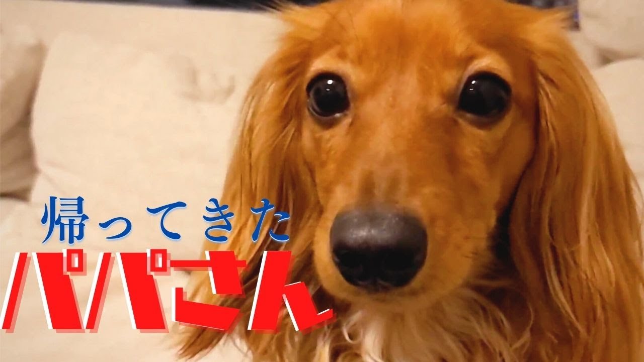 パパさんの帰りを待つカニヘンダックスフンド 帰宅編 Youtube パパさんの帰りを待つカニヘンダックスフンド 帰宅編 Youtube