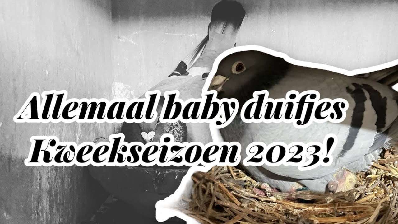 Allemaal Baby duifjes |  Kweekseizoen 2023 | Postduiven |