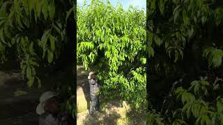 Trabajando en el desaije de nectarina