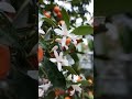 CHÚC MỪNG NĂM MỚI NHÂM DẦN 2022 | HAPPY NEW YEAR