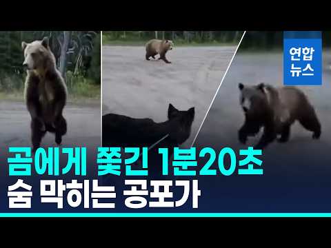 탈출 본능 억누르고 곰에 맞섰다…'으르렁' 1분 20초 / 연합뉴스 (Yonhapnews)