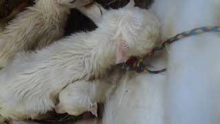 Окот мимоходом... Lambing goats in passing Окот мимоходом... Lambing goats in passing