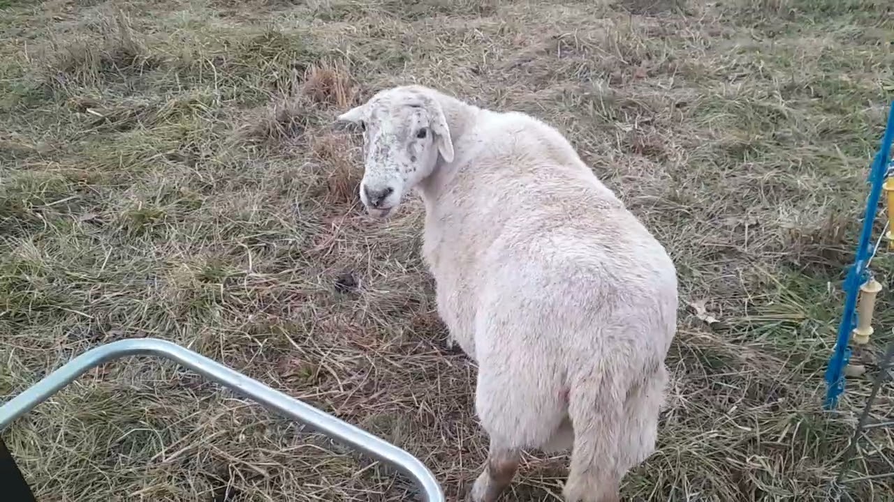 EP233 Putting out feed and hay bedding pt 2