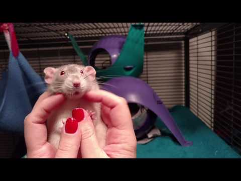Cutest Rat on the Internet