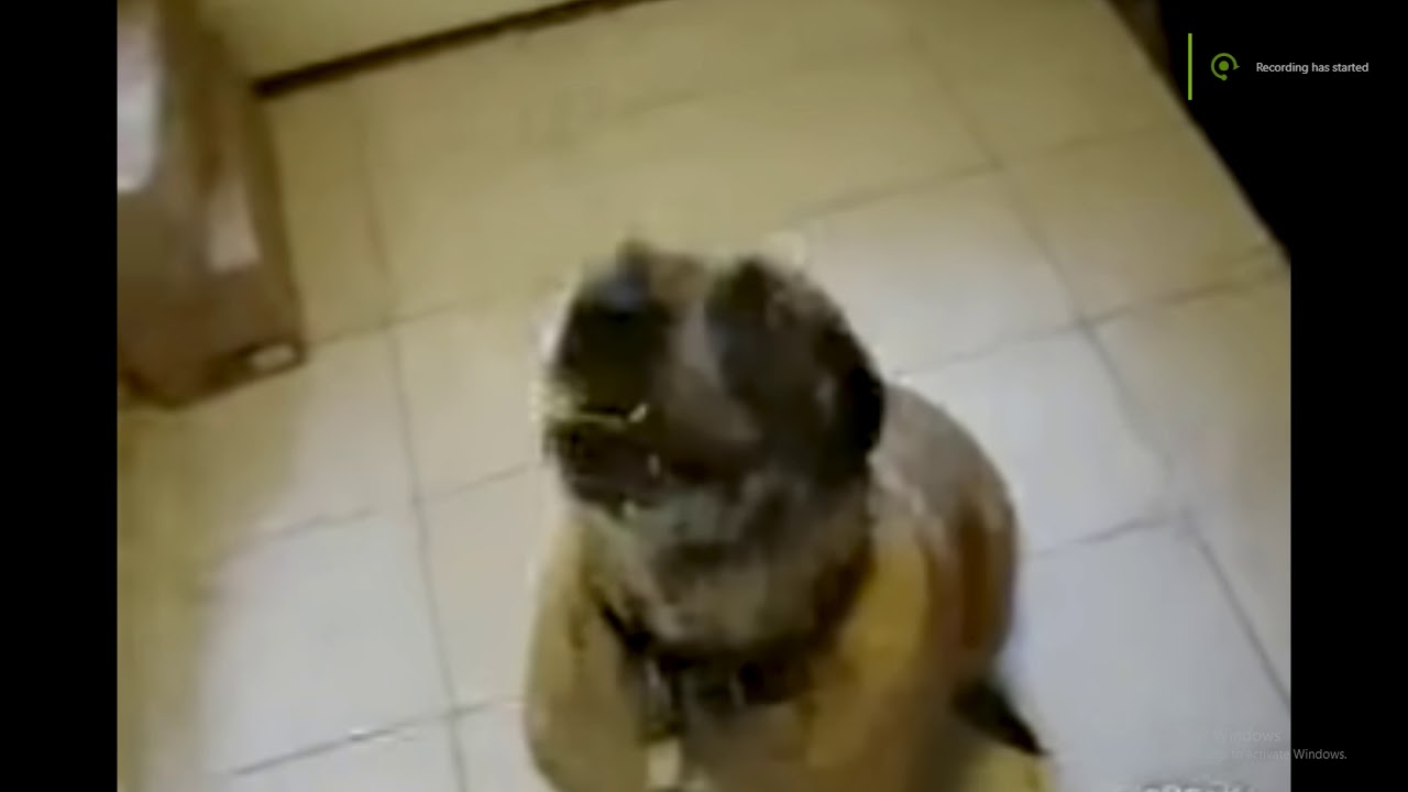 Dog eats burrito. YouTube