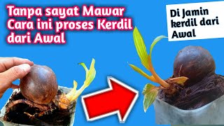 BONSAI KELAPA GADING MINI PROSES KERDIL DARI AWAL..APA BISA???